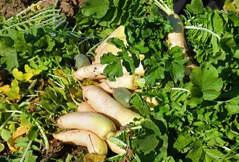 十月萝卜赛人参,但吃法有讲究!吃萝卜不加点它,等于白吃