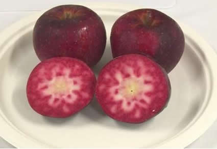 世界最红苹果诞生:红透了的苹果图片是怎么回事 世界最红苹果诞生:红透了的苹果图片是怎么回事