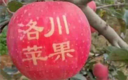 世界最红苹果诞生:红透了的苹果图片是怎么回事 世界最红苹果诞生:红透了的苹果图片是怎么回事