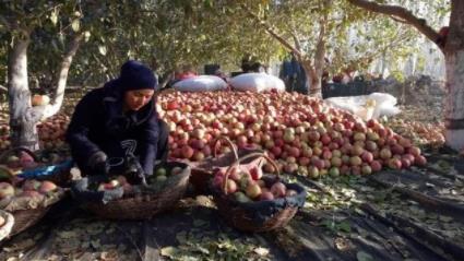 世界最红苹果诞生:红透了的苹果图片是怎么回事 世界最红苹果诞生:红透了的苹果图片是怎么回事