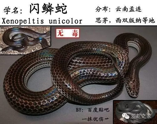 闪鳞黑毛蛇是真实存在的吗：沙海闪鳞黑毛蛇原型图片