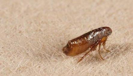 跳蚤怎么消灭:家里来了跳蚤经验分享 跳蚤怎么消灭:家里来了跳蚤经验分享