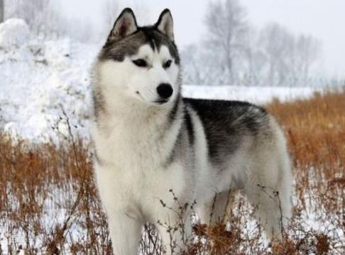 哈士奇图片：萌宠哈士奇搞笑图片