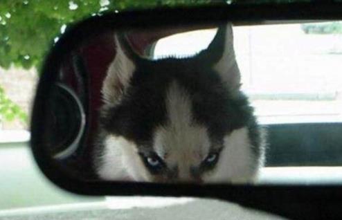 哈士奇图片：萌宠哈士奇搞笑图片