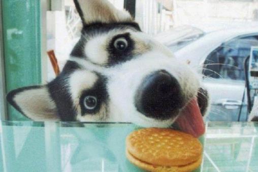 哈士奇图片：萌宠哈士奇搞笑图片