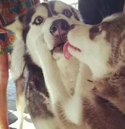 哈士奇图片：萌宠哈士奇搞笑图片