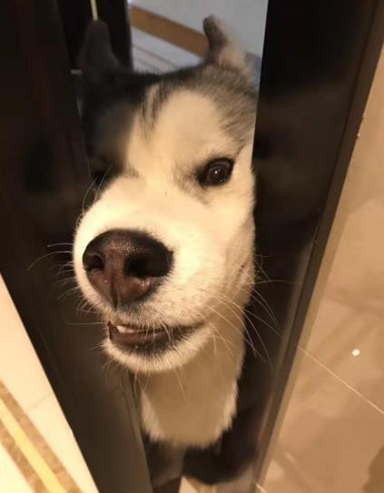 哈士奇图片：萌宠哈士奇搞笑图片