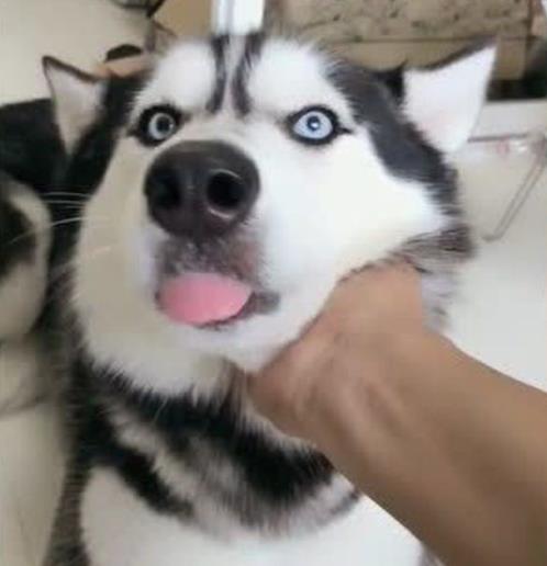 哈士奇图片：萌宠哈士奇搞笑图片