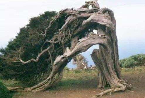 河北一小村庄有株古树会行走,200年走了150米(图) 河北一小村庄有株古树会行走,200年走了150米(图)