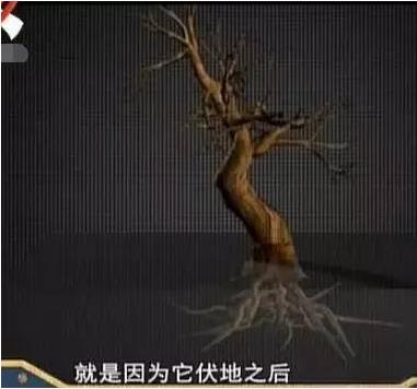 河北一小村庄有株古树会行走,200年走了150米(图) 河北一小村庄有株古树会行走,200年走了150米(图)