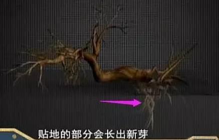 河北一小村庄有株古树会行走,200年走了150米(图) 河北一小村庄有株古树会行走,200年走了150米(图)