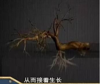 河北一小村庄有株古树会行走,200年走了150米(图) 河北一小村庄有株古树会行走,200年走了150米(图)