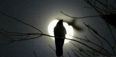 乌鸦悖论是什么意思:乌鸦悖论怎么回事应用实例分享 乌鸦悖论是什么意思:乌鸦悖论怎么回事应用实例分享