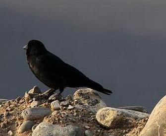 乌鸦悖论是什么意思:乌鸦悖论怎么回事应用实例分享 乌鸦悖论是什么意思:乌鸦悖论怎么回事应用实例分享