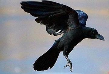 乌鸦悖论是什么意思:乌鸦悖论怎么回事应用实例分享 乌鸦悖论是什么意思:乌鸦悖论怎么回事应用实例分享