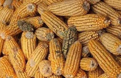 它的毒性是砒霜的68倍,开水煮不死!日常随处可见