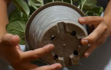 花盆里套个丝袜,好多人不知道有什么作用(视频图解) 花盆里套个丝袜,好多人不知道有什么作用(视频图解)