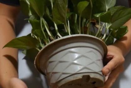 花盆里套个丝袜,好多人不知道有什么作用(视频图解) 花盆里套个丝袜,好多人不知道有什么作用(视频图解)