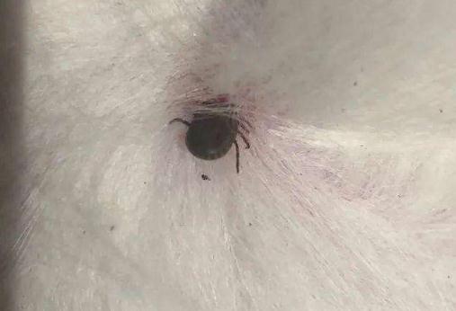 世界上让人恶心的图片：震撼不可思议各式各样