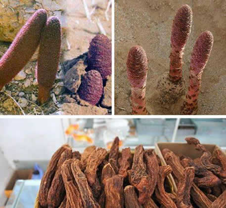 锁阳功效盘点:男人的补品锁阳固精5种吃法 锁阳功效盘点:男人的补品锁阳固精5种吃法