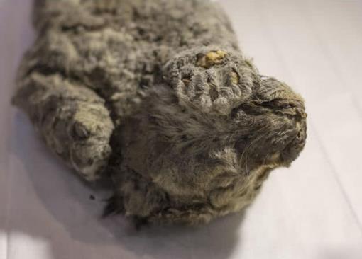 冰冻四万年幼狮：计划复活完好的洞穴幼狮（远古物种）