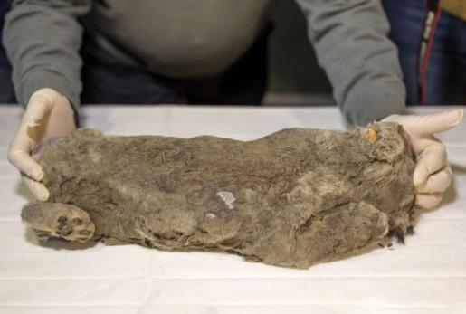 冰冻四万年幼狮：计划复活完好的洞穴幼狮（远古物种）