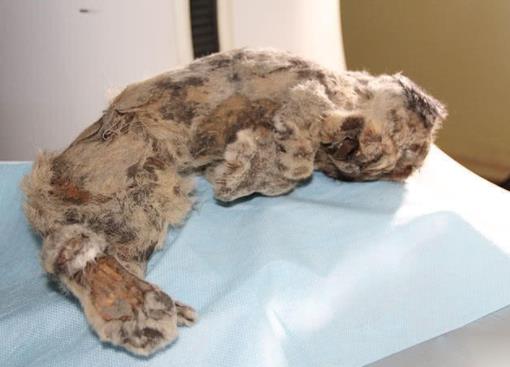 冰冻四万年幼狮：计划复活完好的洞穴幼狮（远古物种）