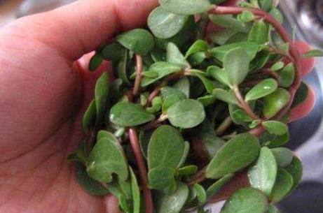 湿气是百病之源!怎么看出体内湿气?老中医教你一除湿方法