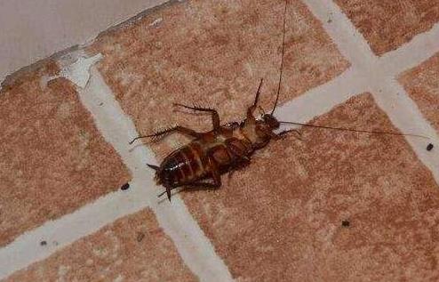 家里放一物绝对没蟑螂：一家庭少妇的灭蟑螂经验