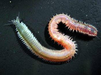 有史以来最小脑部:只有人类头发丝那么宽(图) 有史以来最小脑部:只有人类头发丝那么宽(图)