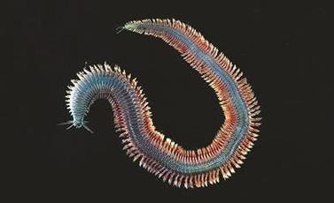 有史以来最小脑部:只有人类头发丝那么宽(图) 有史以来最小脑部:只有人类头发丝那么宽(图)