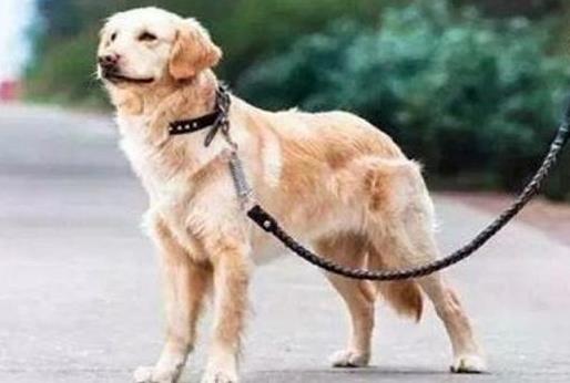 最严遛狗规定:内容是这样的,家有宠物的注意了 最严遛狗规定:内容是这样的,家有宠物的注意了