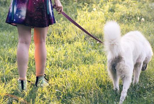 最严遛狗规定:内容是这样的,家有宠物的注意了 最严遛狗规定:内容是这样的,家有宠物的注意了