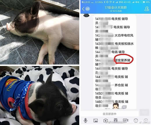 大学生宿舍养猪:猪呆呆被圈养在宿舍被通报了 大学生宿舍养猪:猪呆呆被圈养在宿舍被通报了