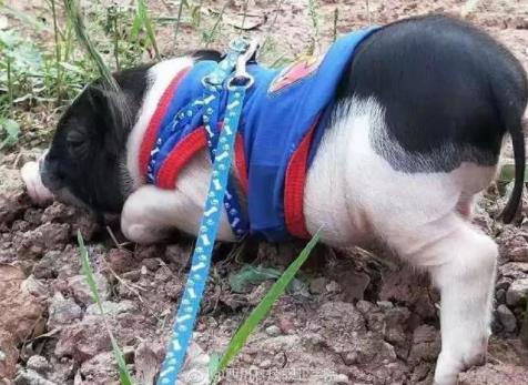 大学生宿舍养猪:猪呆呆被圈养在宿舍被通报了 大学生宿舍养猪:猪呆呆被圈养在宿舍被通报了