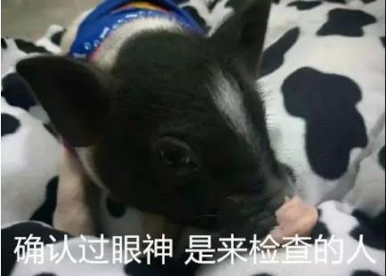 大学生宿舍养猪:猪呆呆被圈养在宿舍被通报了 大学生宿舍养猪:猪呆呆被圈养在宿舍被通报了