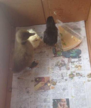 宿舍养过哪些奇葩的宠物