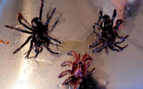 宿舍养过哪些奇葩的宠物