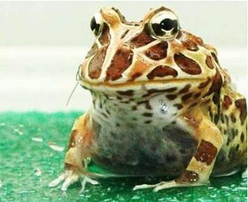 宿舍养过哪些奇葩的宠物