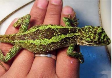 宿舍养过哪些奇葩的宠物