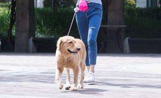 云南文山遛狗新规:内容曝光及广大市民的热议评论 云南文山遛狗新规:内容曝光及广大市民的热议评论