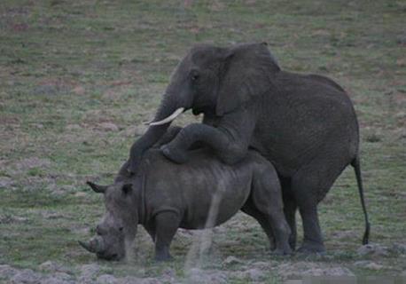 大象错把犀牛当成配偶