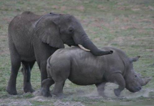 大象错把犀牛当成配偶