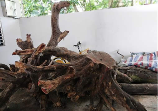 枯死大树卖1428万：树木枯死了还这么值钱的真相曝光