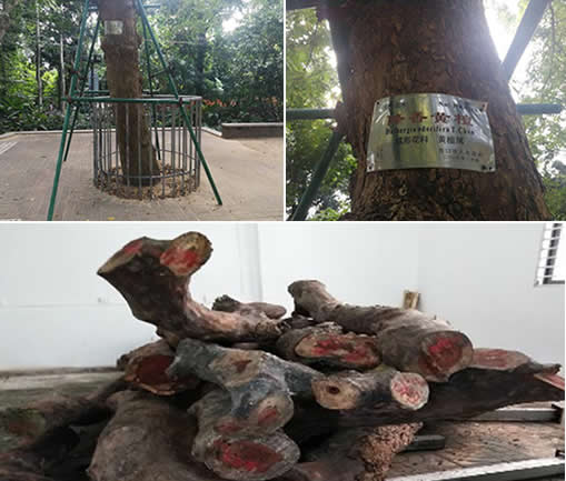 枯死大树卖1428万：树木枯死了还这么值钱的真相曝光