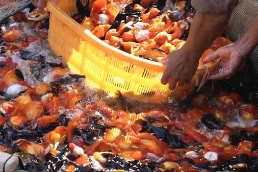 锦鲤大妈年入千万:没啥技巧和运气靠双手勤劳致富 锦鲤大妈年入千万:没啥技巧和运气靠双手勤劳致富