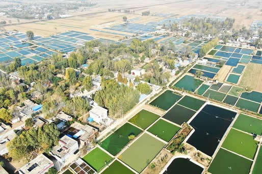 锦鲤大妈年入千万:没啥技巧和运气靠双手勤劳致富 锦鲤大妈年入千万:没啥技巧和运气靠双手勤劳致富