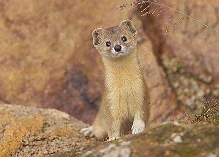 关于黄皮子坟背后的故事：老东北黄皮子的事揭晓