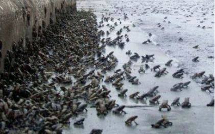 为什么天上会下青蛙雨：盘点世界上诡异的怪雨