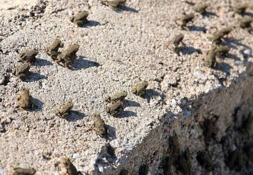 为什么天上会下青蛙雨：盘点世界上诡异的怪雨